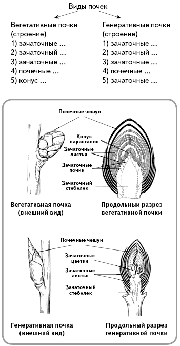 Лабораторные работы по биологии (6 класс)