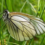 От крыла бабочки к нанотехнологиям