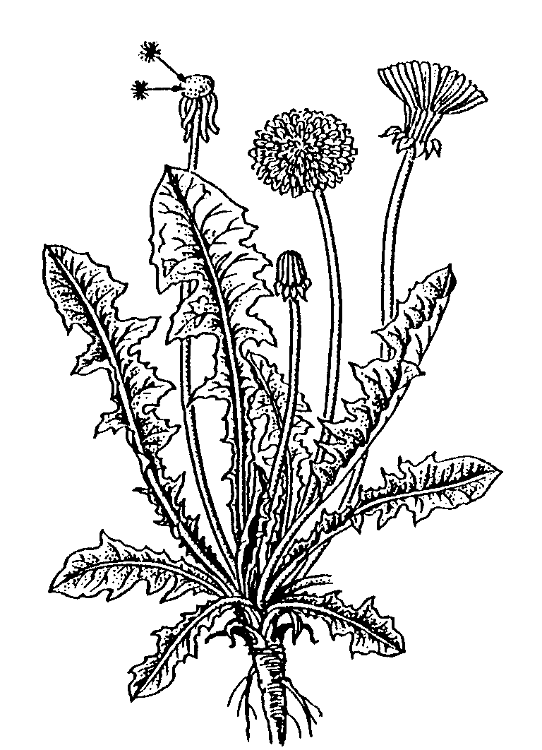 На рисунке 1 изображено растение и внутреннее. Растения. Растения рисунок. Строение одуванчика. Корни растений.