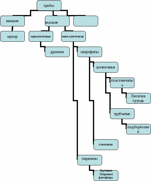 Классификация грибов: основные группы грибов- оомицеты, зигомицеты, аскомицеты и базидиомицеты