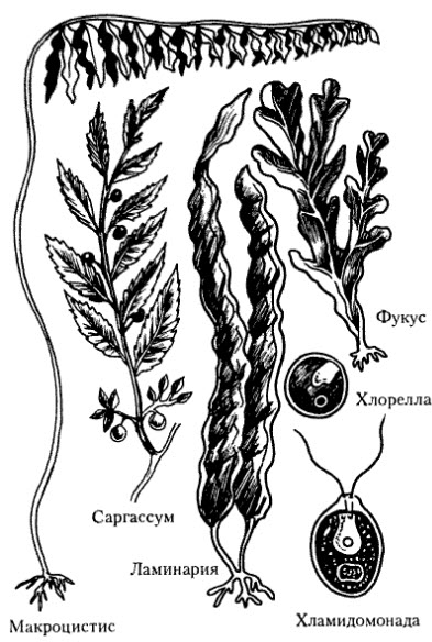 Рисунок водоросли по биологии 5 класс