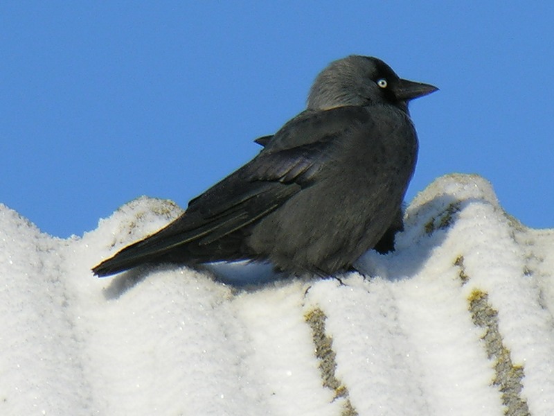 Исследовательская работа на тему Зимующие птицы