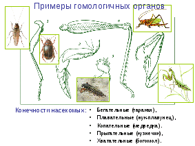 Методическая разработка теоретического занятия Основные направления эволюционного процесса