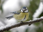 Классный час Помоги зимующим птицам