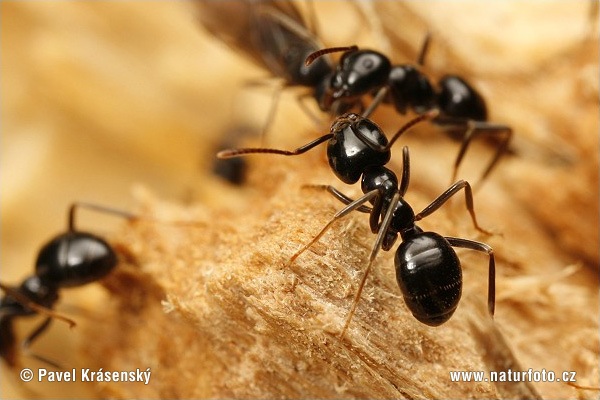 Проект исследовательский по географии Лесной муравей