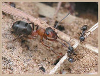 Проект исследовательский по географии Лесной муравей