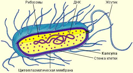 Конспект занятия Заглянем внутрь микробной клетки