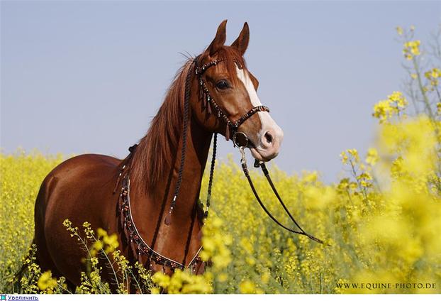 Разработка урока по культуре Башкортостана Башкирская лошадь