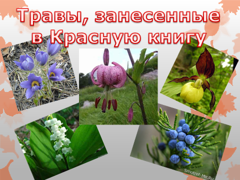 Конспект урока башкирского языка для 5 класса «Лекарственные травы. Глагол»