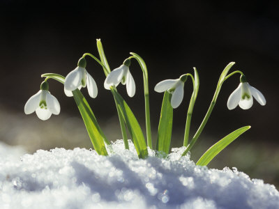 Урок английского языка на тему Plants of Kazakhstan