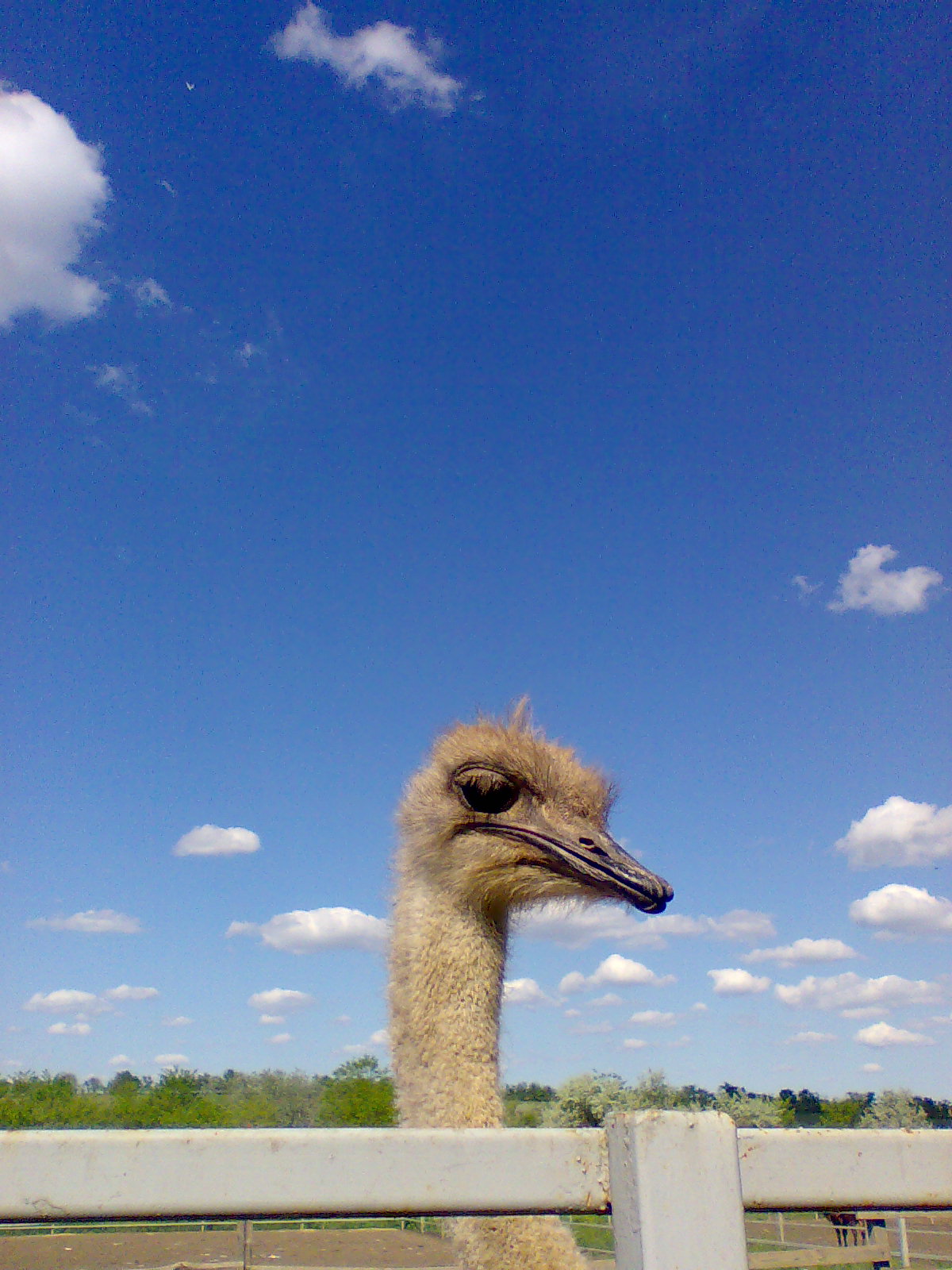 Стихотворный фотоальманах Путешествие в страну страусов