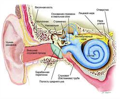Урок по биологии на тему Ухо и слуховое анализатор (8 класс)
