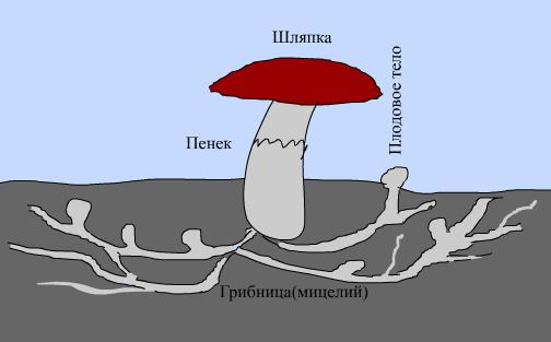 Исследовательская работа о грибах Чудо-опёнок(3 класс)
