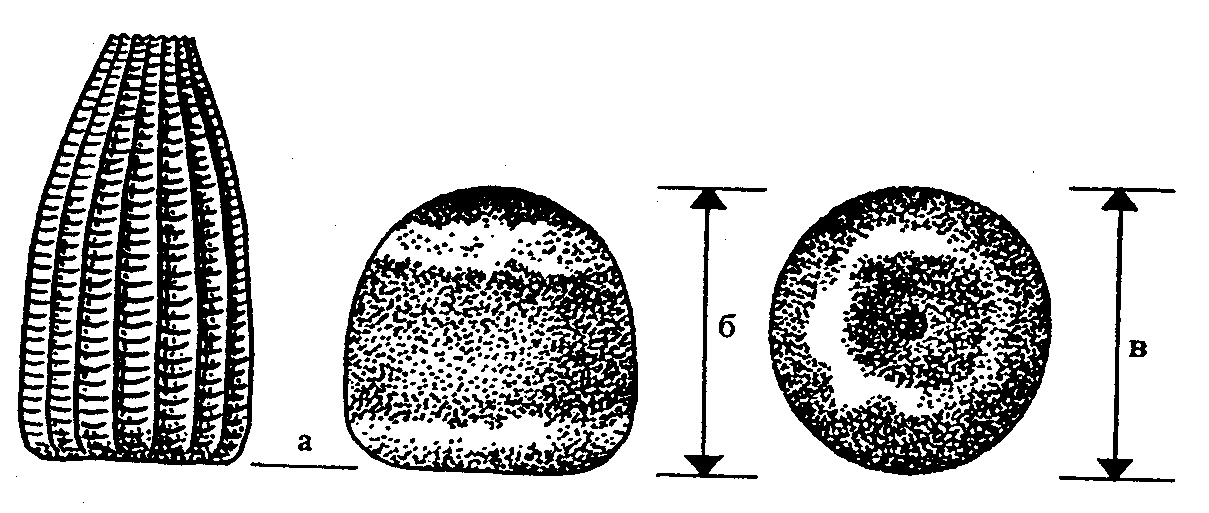 Биоценоз чешуекрылых во время цветения сирени обыкновенной (Siringa vulgaris L)