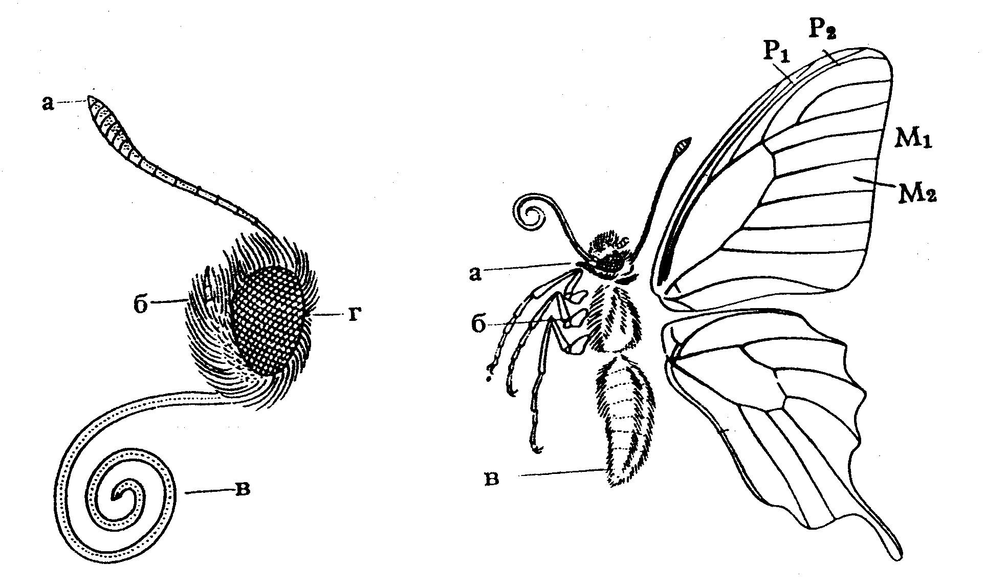 Биоценоз чешуекрылых во время цветения сирени обыкновенной (Siringa vulgaris L)