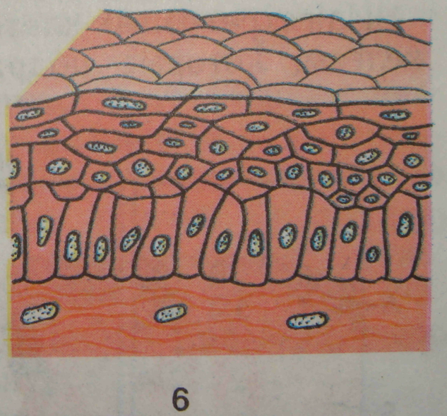 Рисунок группы клеток. Покровный эпителий строение ткани. Эпителиальная ткань покровный эпителий. Эпителиальная ткань рисунок с эпителиями. Плоский эпителий животных.