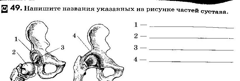 Тест по биологии по теме Скелет человека (8 класс)