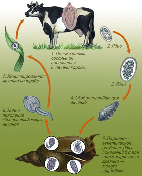 Блок схема по биологии: Печеночный сосальщик. Цикл развития и смена хозяев