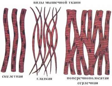 План урока по биологии: Обобщение по теме Опорно-двигательная система 8 класс