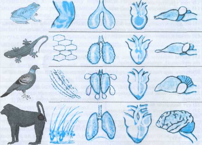 Биология пәнінен 9-сыныптар бойынша сабақ жоспары:Популяция, оның сипаттамасы