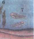 Биология пәнінен 9-сыныптар бойынша сабақ жоспары:Популяция, оның сипаттамасы