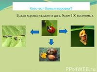 Значення в природі та житті людини комах і хижаків та паразитів.