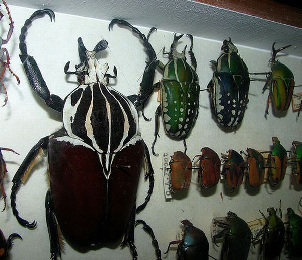 Значення в природі та житті людини комах і хижаків та паразитів.