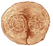 Урок 6 кл. «Лесная и деревообрабатывающая промышленность. Заготовка древесины»