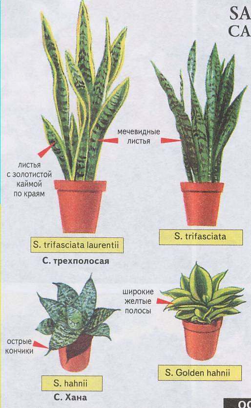 Картотека групповых комнатных растений для ДОУ