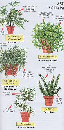 Картотека групповых комнатных растений для ДОУ