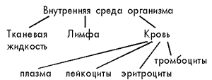 Урок биологии 8 класс Иммунная система человека