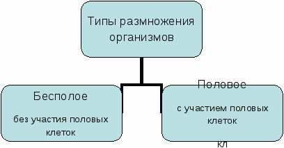 Рабочий лист ученика по биологии на тему Бесполое размножение организмов (6 класс)