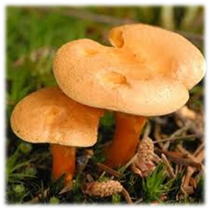 Разработка урока окружающий мир в 1классе по теме «Съедобные и несъедобные грибы. Правила сбора грибов».