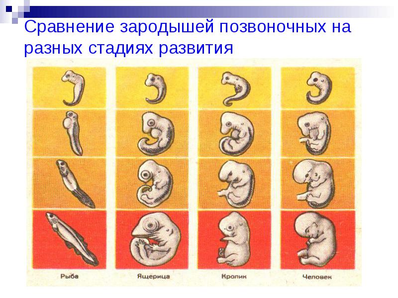 Практическая работа по биологии на темуПризнаки сходства зародышей человека и других позвоночных