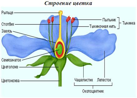 Элективный курс по биологии Мир растений