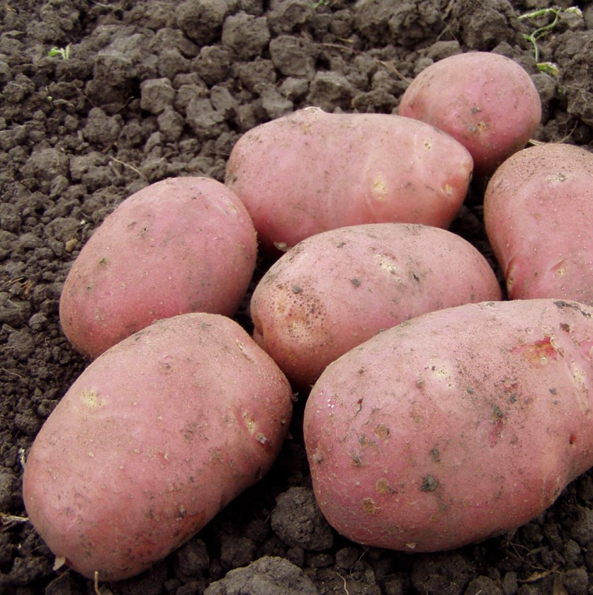 Научно-исследовательская работа-Влияние гербицидов и агротехнических мероприятий на количество колорадского жука и урожайность картофеля.