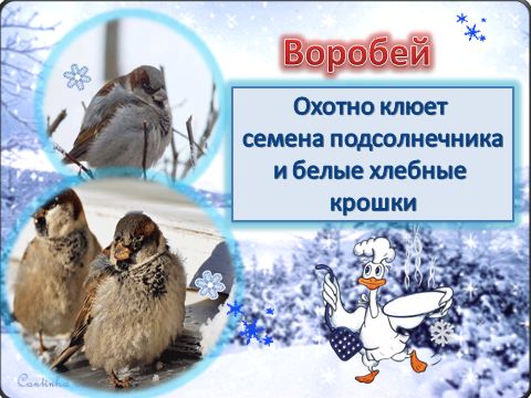 Методическая разработка НОДПодкормим птиц зимой (путешествие-наблюдение).