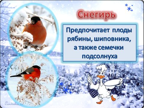 Методическая разработка НОДПодкормим птиц зимой (путешествие-наблюдение).