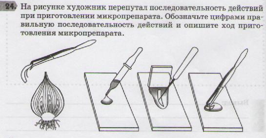 Конспект урока биологии в 5 классе по ФГОС по программе Пасечника