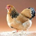 Конспект урока по МДК 05.01 Тема: Значение мяса и домашней птицы в питании человека2 курс
