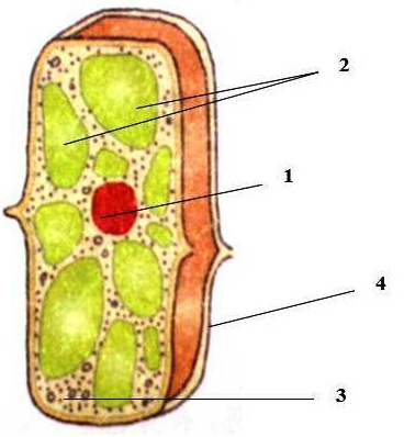 Биология 5 тест клетка. Строение клетки листа элодеи рисунок. Строение растительной клетки листа. Строение клетки листа под микроскопом. Строение клетки листа элодеи биология 5 класс.