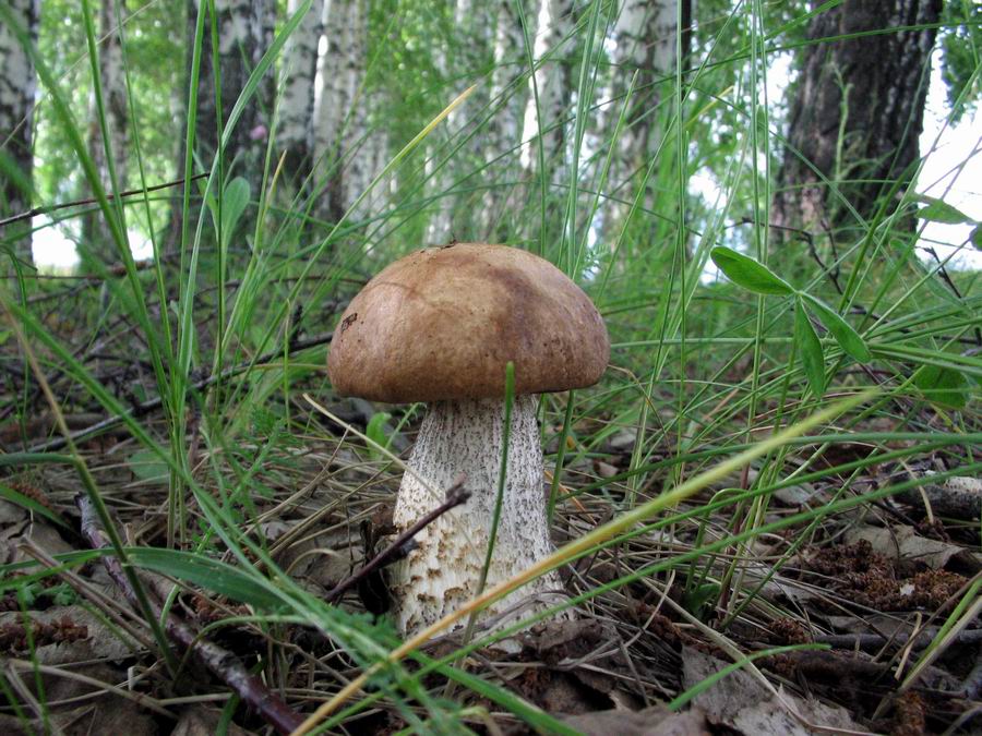 Проект Съедобные грибы и их ложные двойники