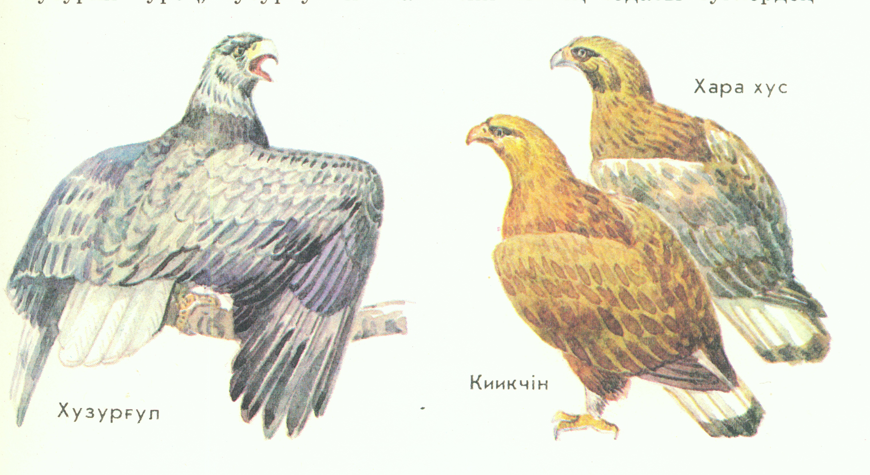 Исследовательская работа Птицы-наши друзья на хакасском языке