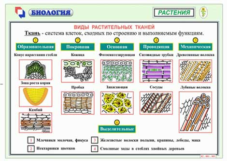 «Применение инструктивных карт при подготовке к ЕНТ и ВОУД по биологии»