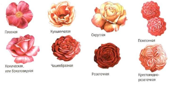 Цветоводство и декоративное садоводство Способы вегетативного размножения розы: прививки, зеленое черенкование, деление куста 8 класс