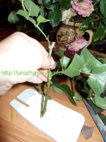 Цветоводство и декоративное садоводство Способы вегетативного размножения розы: прививки, зеленое черенкование, деление куста 8 класс