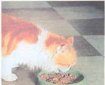 Информационно-исследовательский проект Умственные способности кошки.