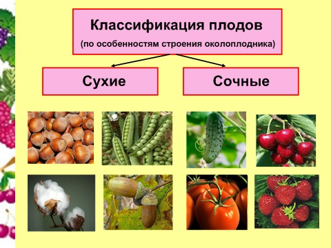 Лобораторная работа по биологии на тему Строение и разнообразие плодов