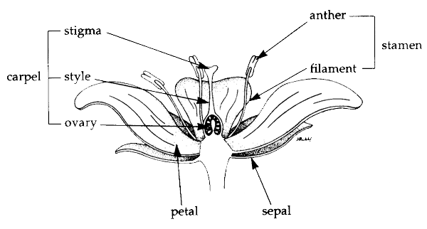 Lessons plan on Plant respiration