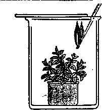 Урок Воздушное питание растений 6 класс